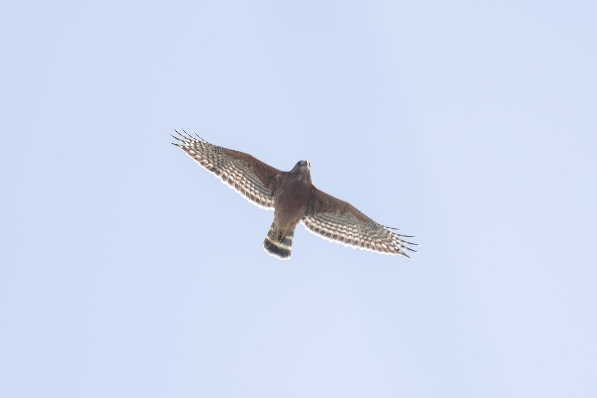 Red-shouldered Hawk - ML642780820