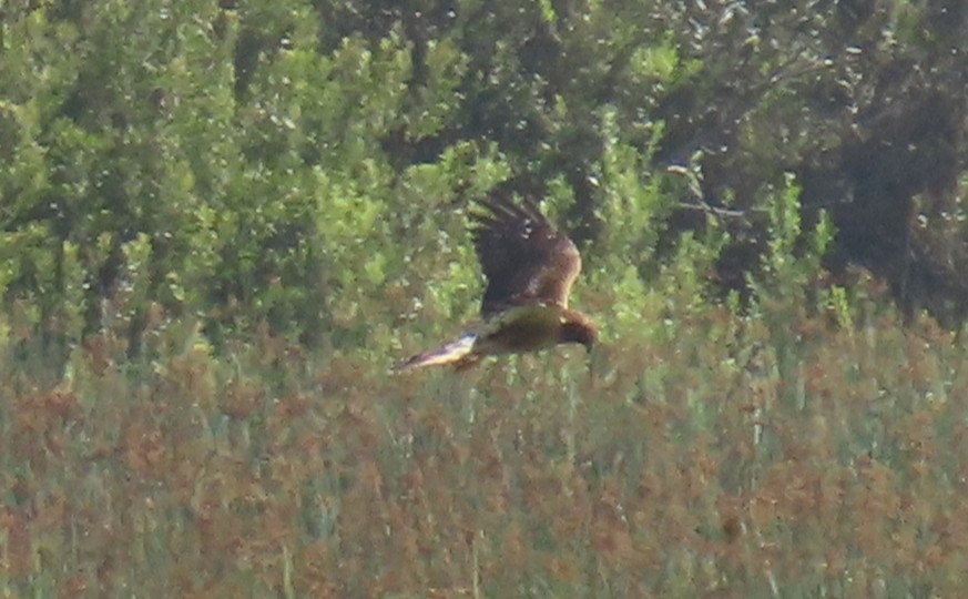 Northern Harrier - ML642780824