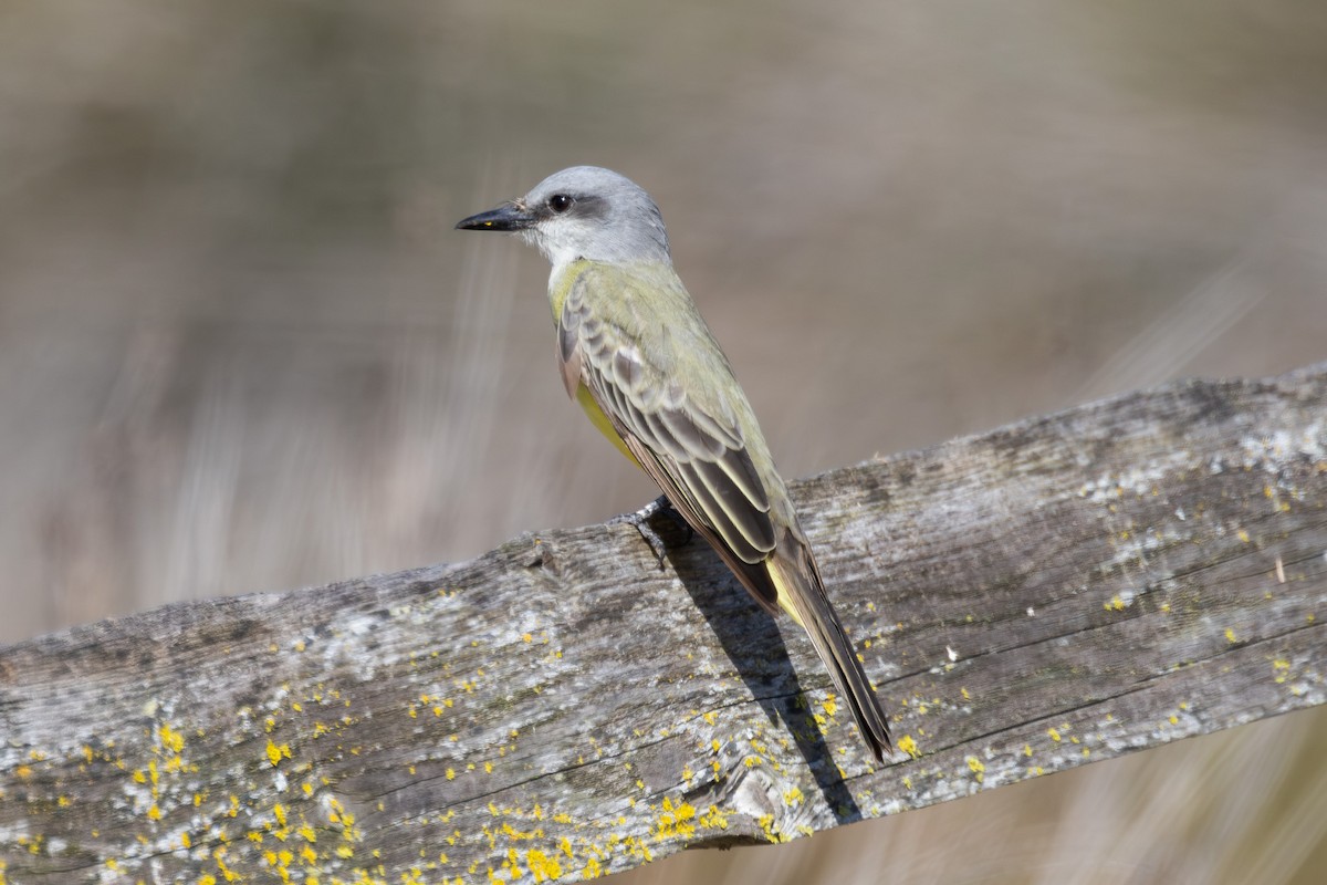 Tropical Kingbird - ML642780825