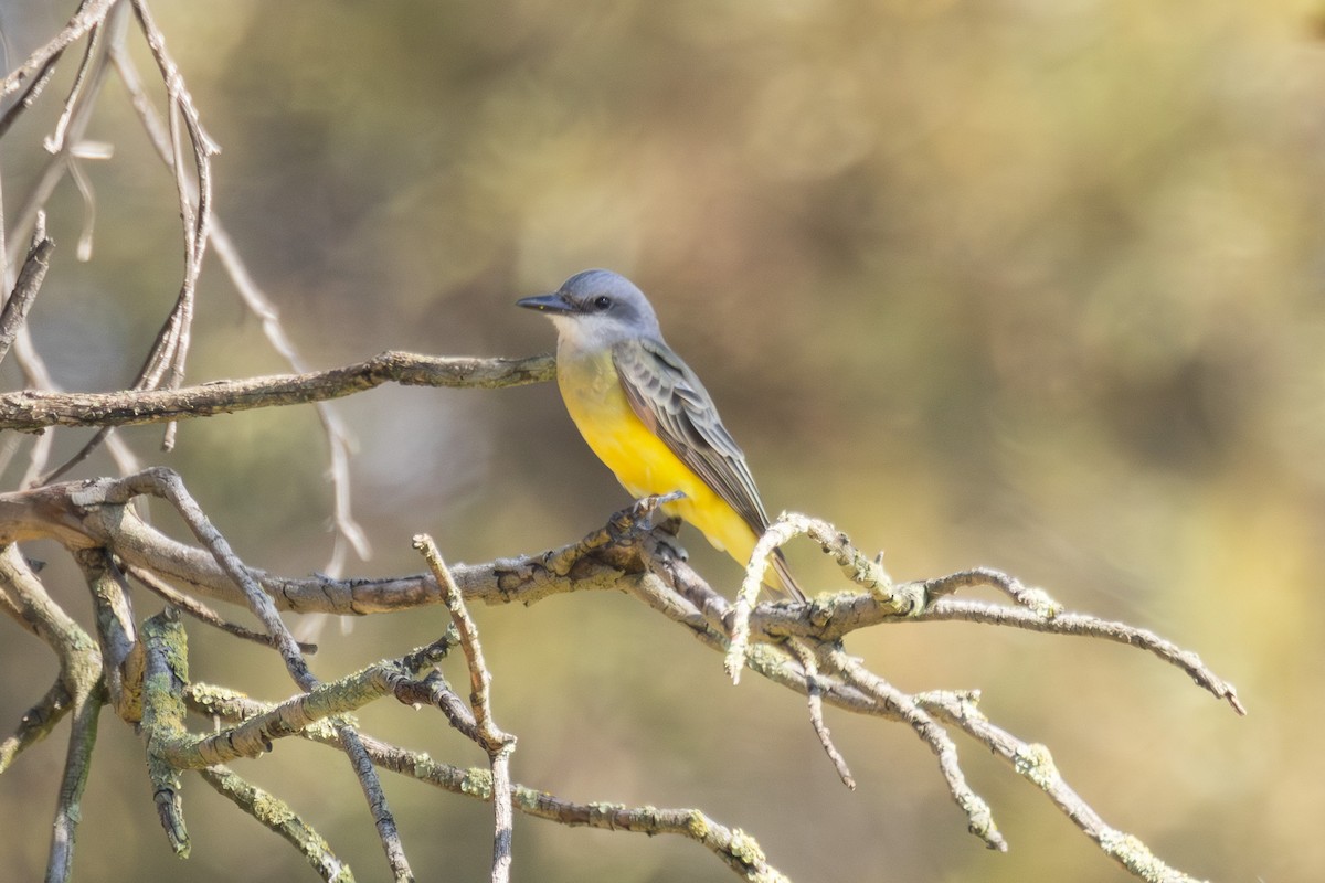 Tropical Kingbird - ML642780826