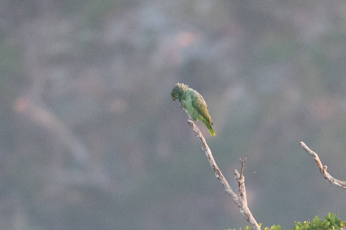 Amazone poudrée - ML642780827