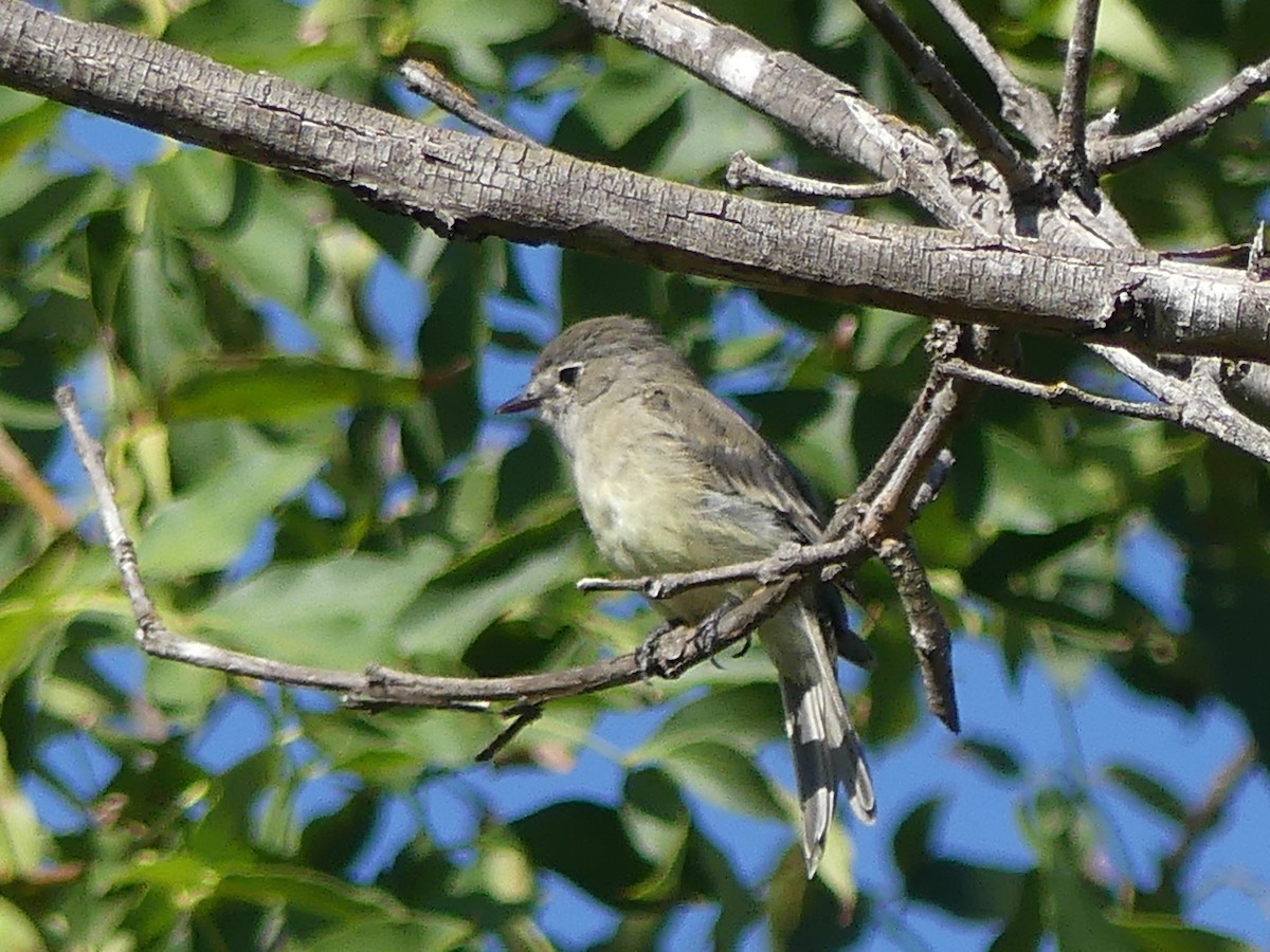 Dusky Flycatcher - ML642780829