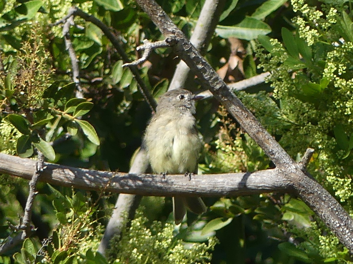 Dusky Flycatcher - ML642780830