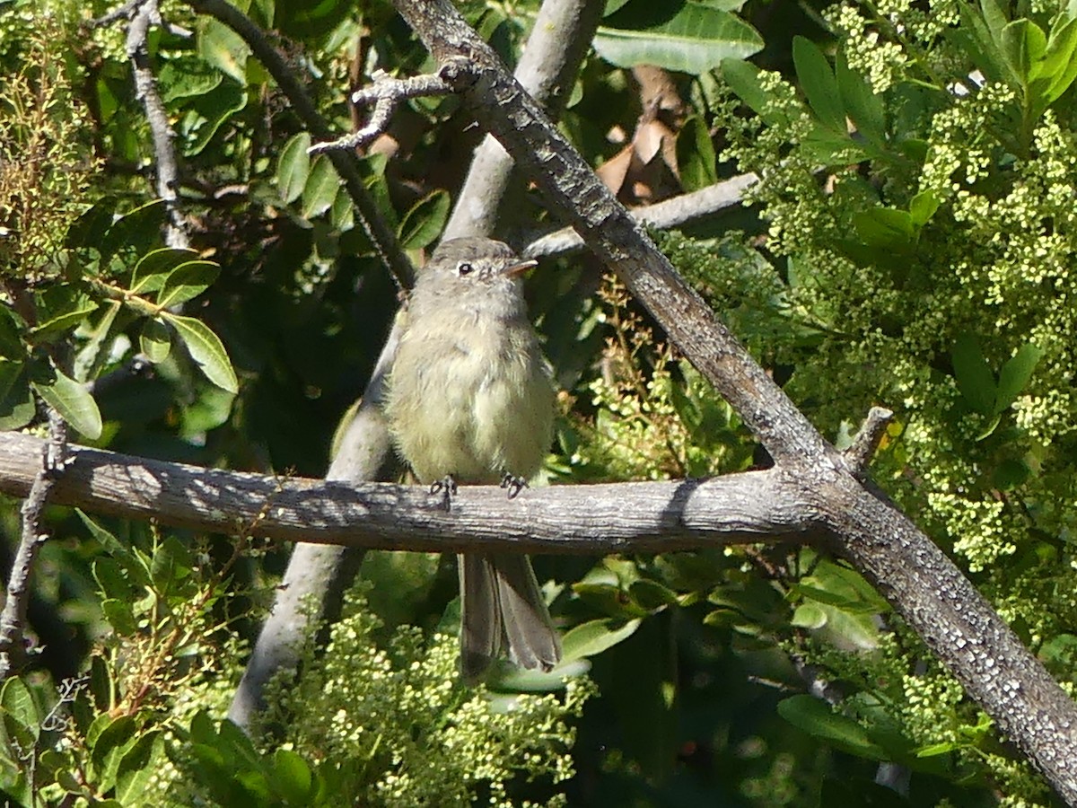 Dusky Flycatcher - ML642780831