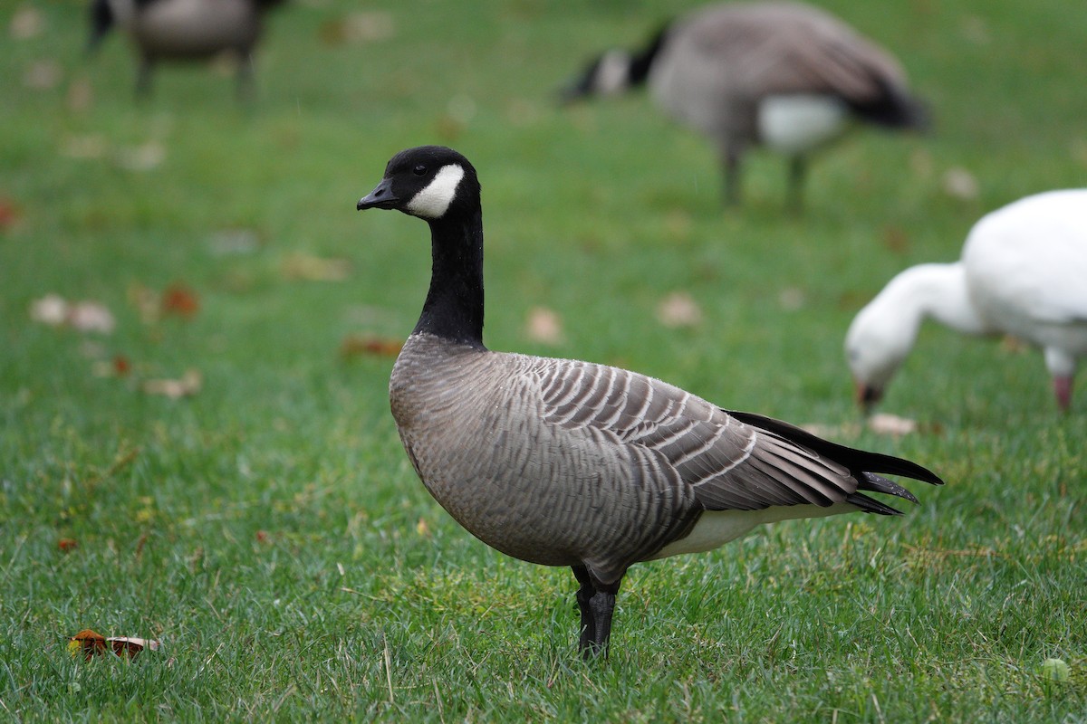 Cackling Goose (minima) - ML642780834