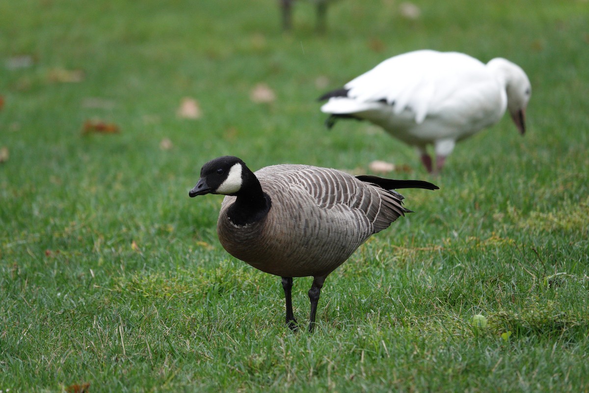 Cackling Goose (minima) - ML642780835