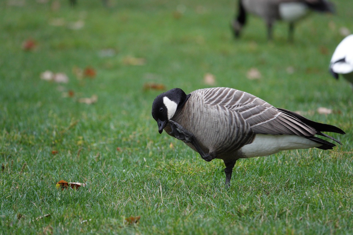 Cackling Goose (minima) - ML642780836