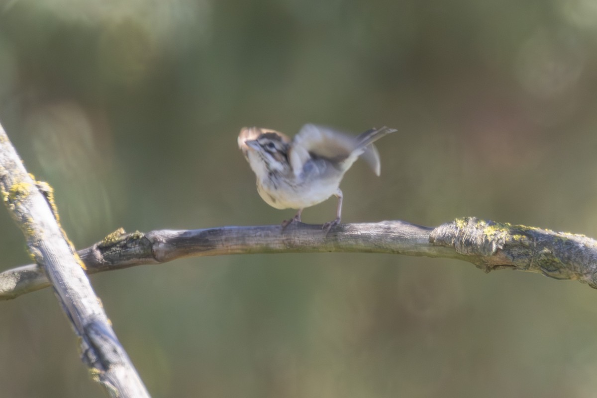 Lark Sparrow - ML642780838