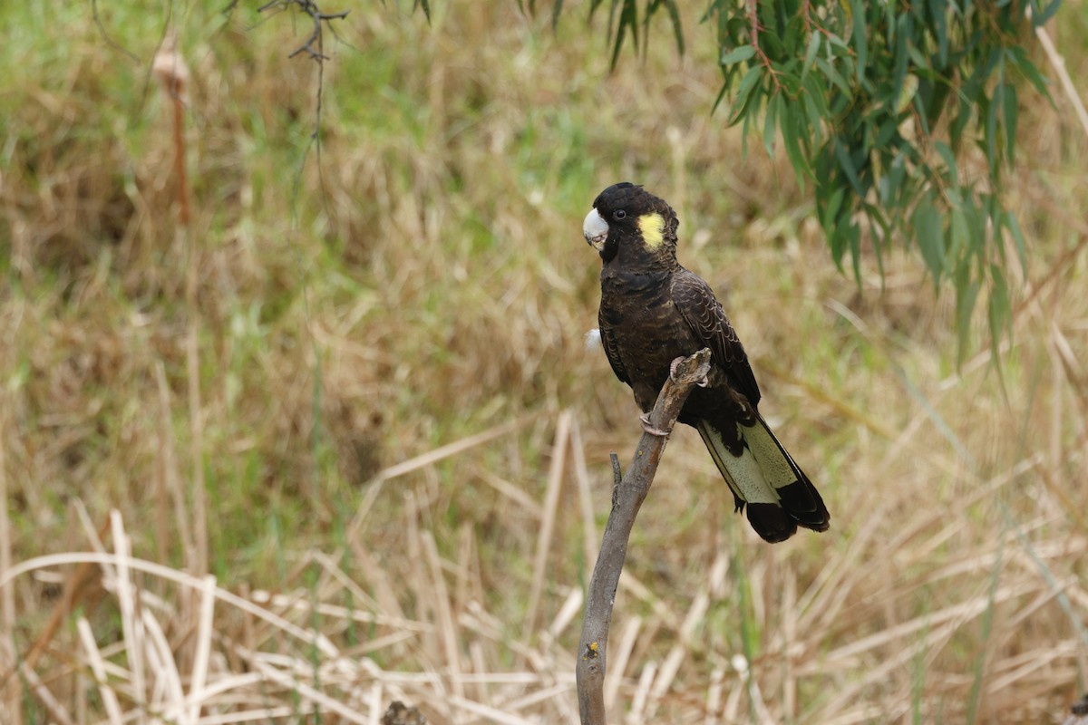 Yellow-tailed Black-Cockatoo - ML642780841