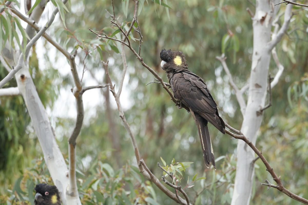 Yellow-tailed Black-Cockatoo - ML642780842