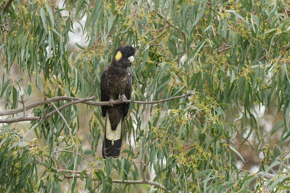 Yellow-tailed Black-Cockatoo - ML642780843