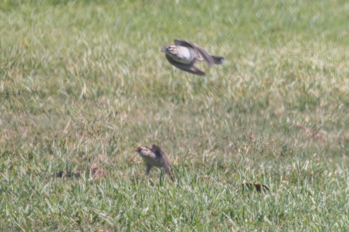 Pin-tailed Whydah - ML642780848