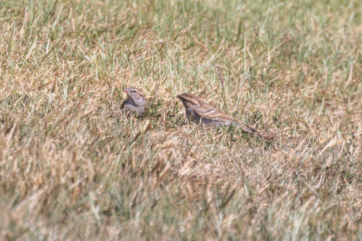 Chipping Sparrow - ML642780852