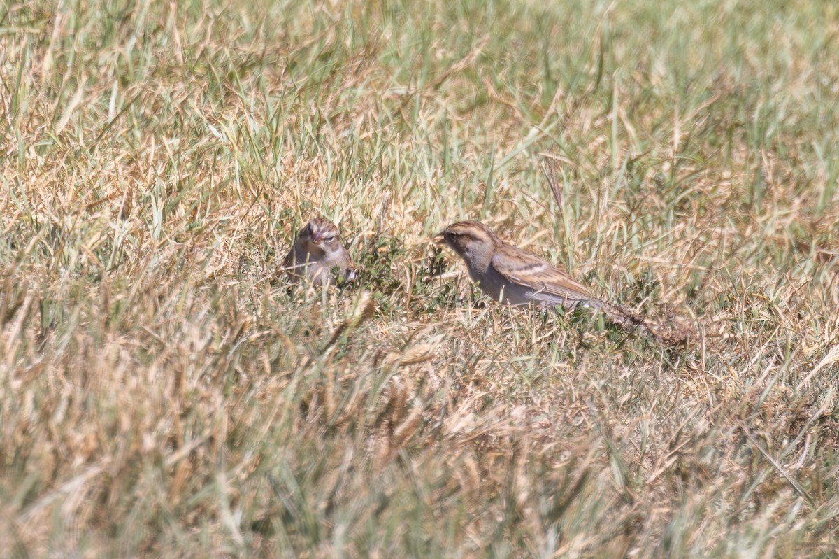Chipping Sparrow - ML642780853