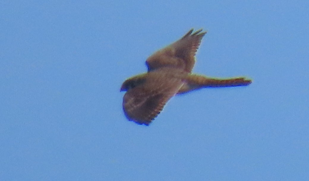 American Kestrel - ML642780854