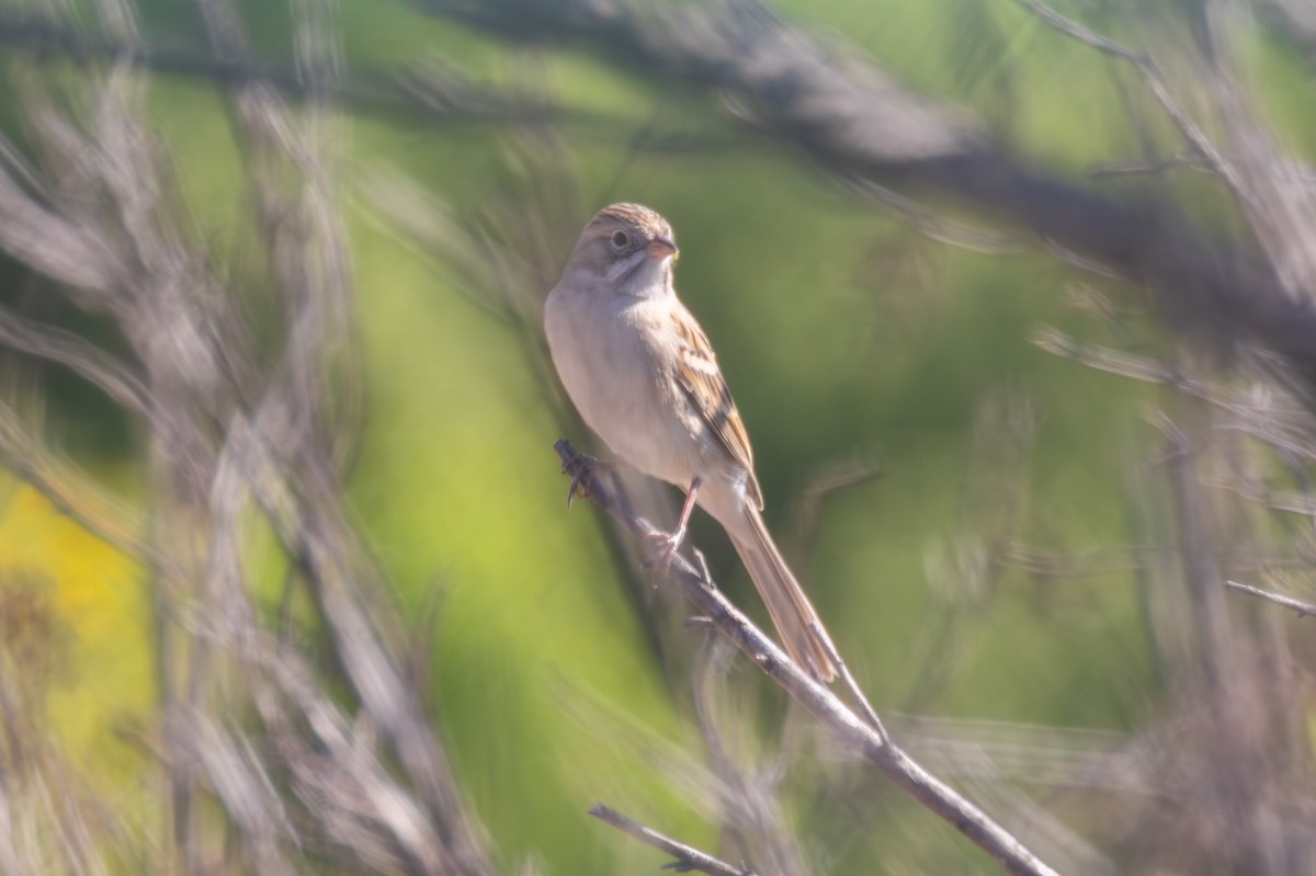 Brewer's Sparrow - ML642780861