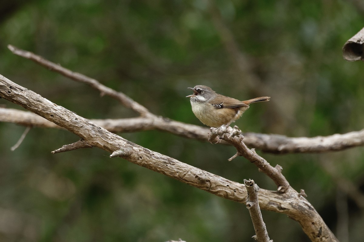 White-browed Scrubwren (White-browed) - ML642780864