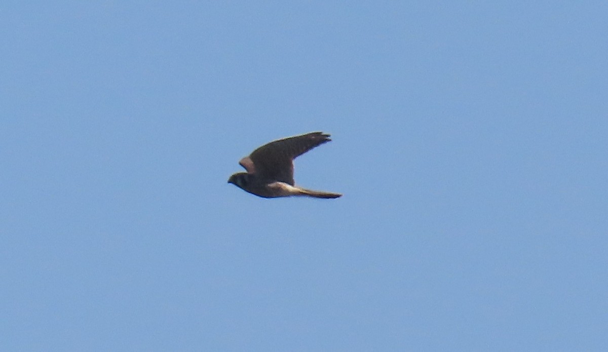 American Kestrel - ML642780866