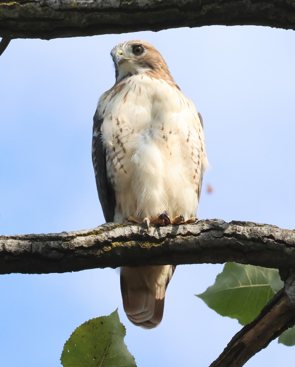 Red-tailed Hawk - ML642780868