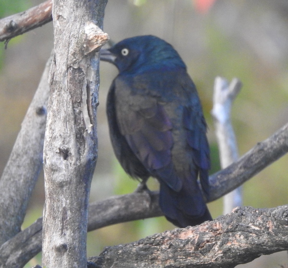 Common Grackle - ML642780869