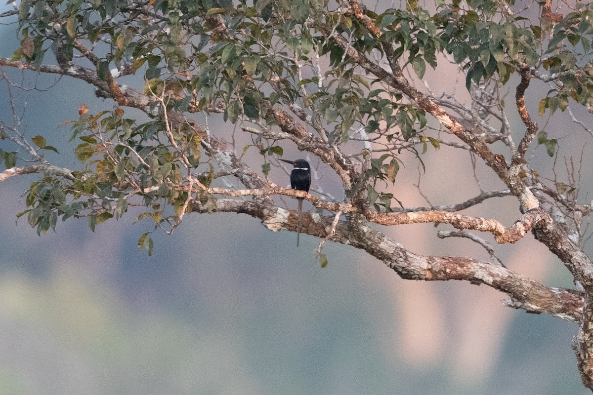Paradise Jacamar - ML642780875