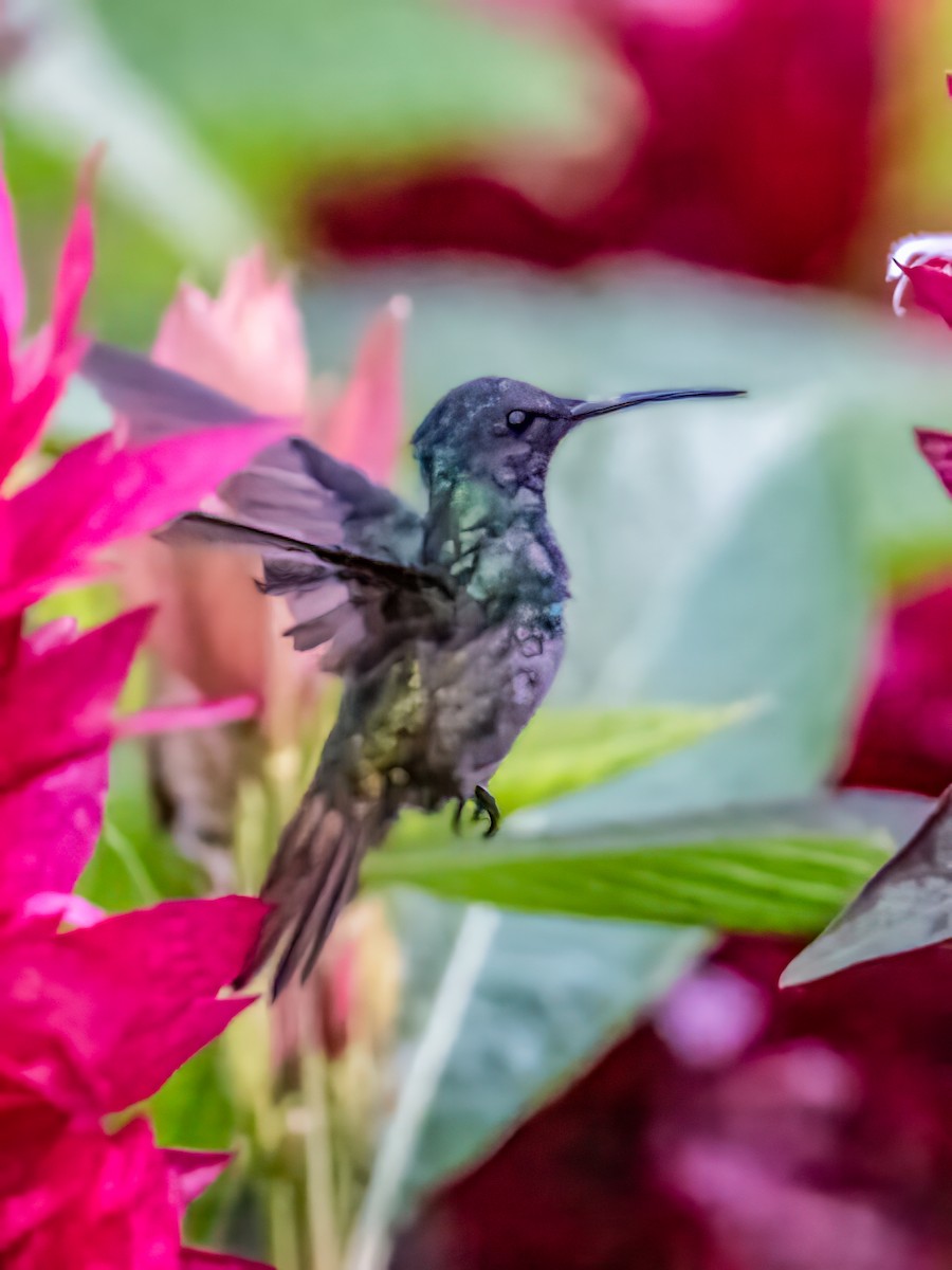 Golden-tailed Sapphire - ML642780876