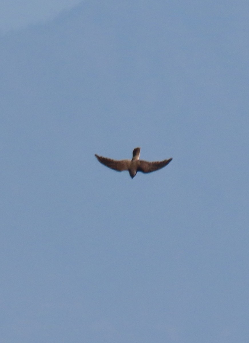 American Kestrel - ML642780885