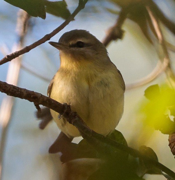 Philadelphia/Warbling Vireo - ML642780886