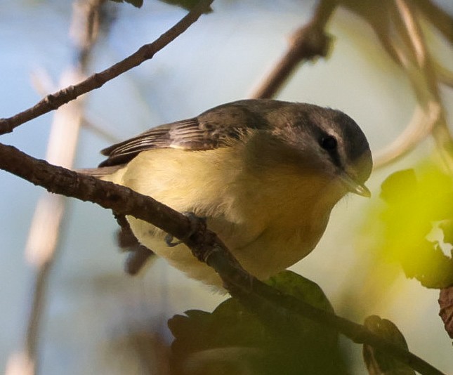 Philadelphia/Warbling Vireo - ML642780887