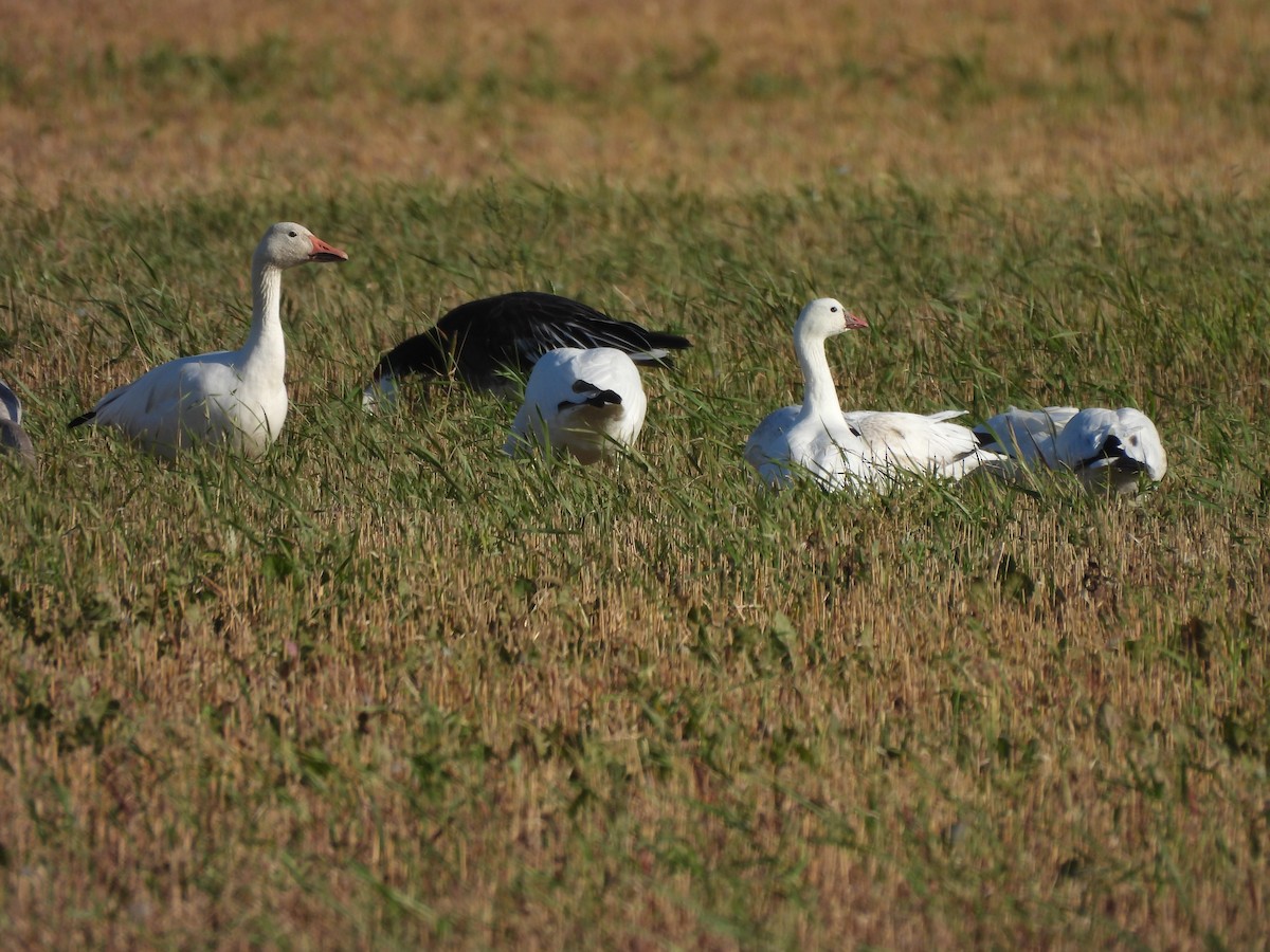 Ross's Goose - ML642780903