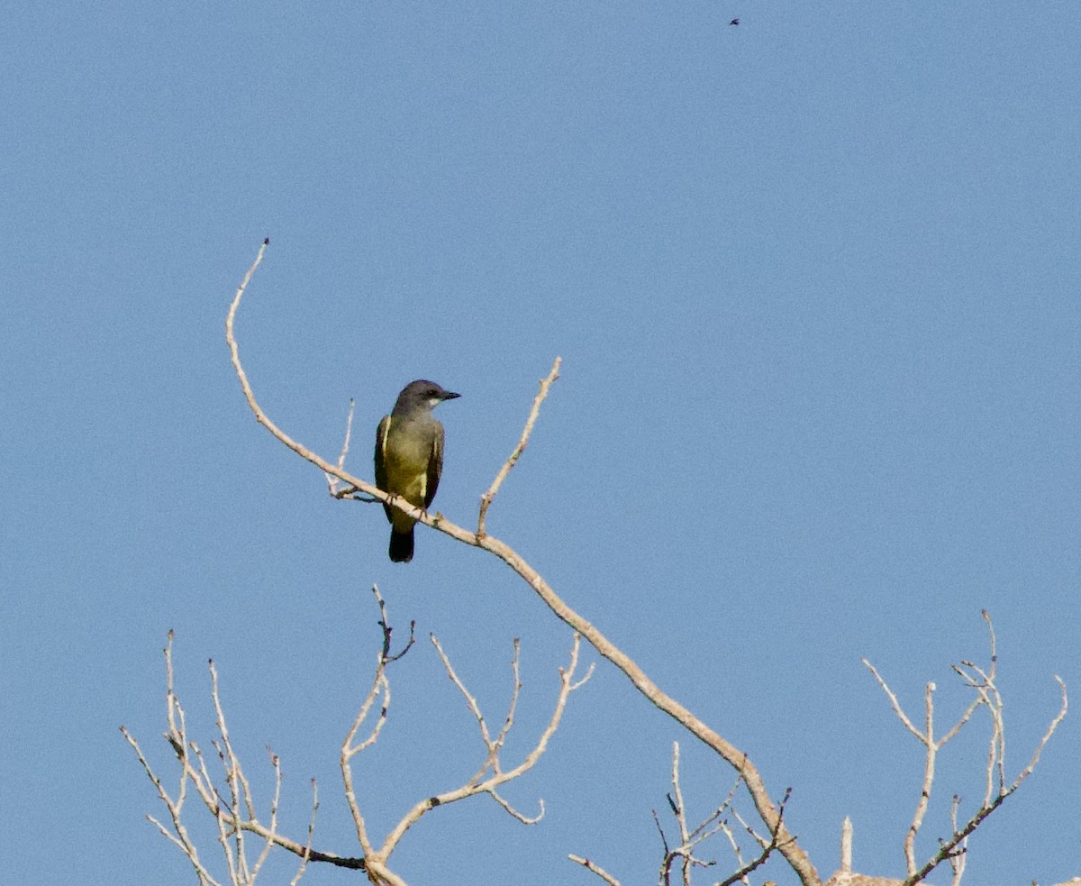 Cassin's Kingbird - ML642780909