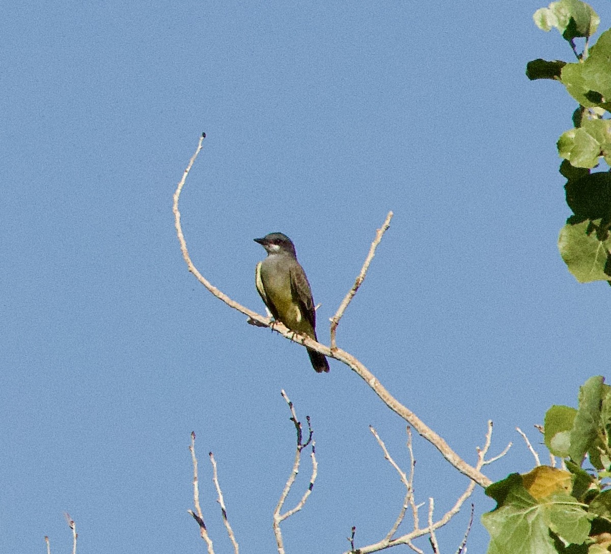 Cassin's Kingbird - ML642780910