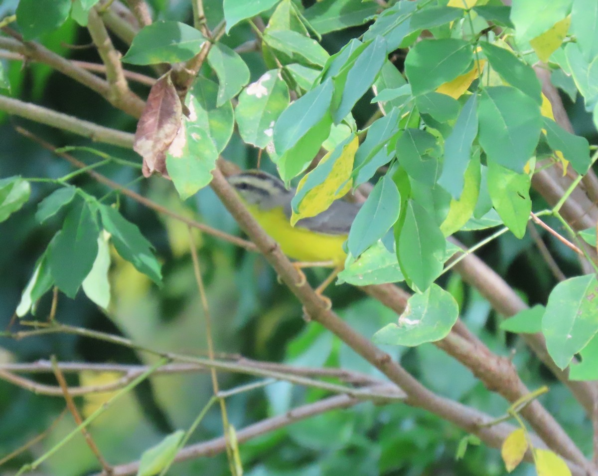 Golden-crowned Warbler - ML642780911
