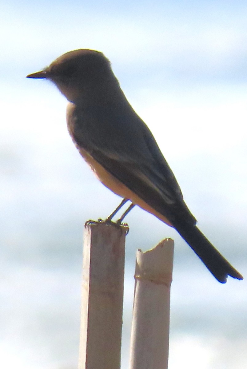 Say's Phoebe - ML642780912