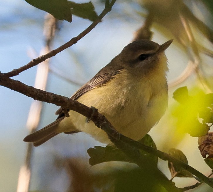 Philadelphia/Warbling Vireo - ML642780938