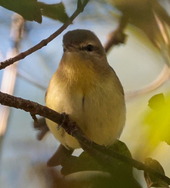 Philadelphia/Warbling Vireo - ML642780939