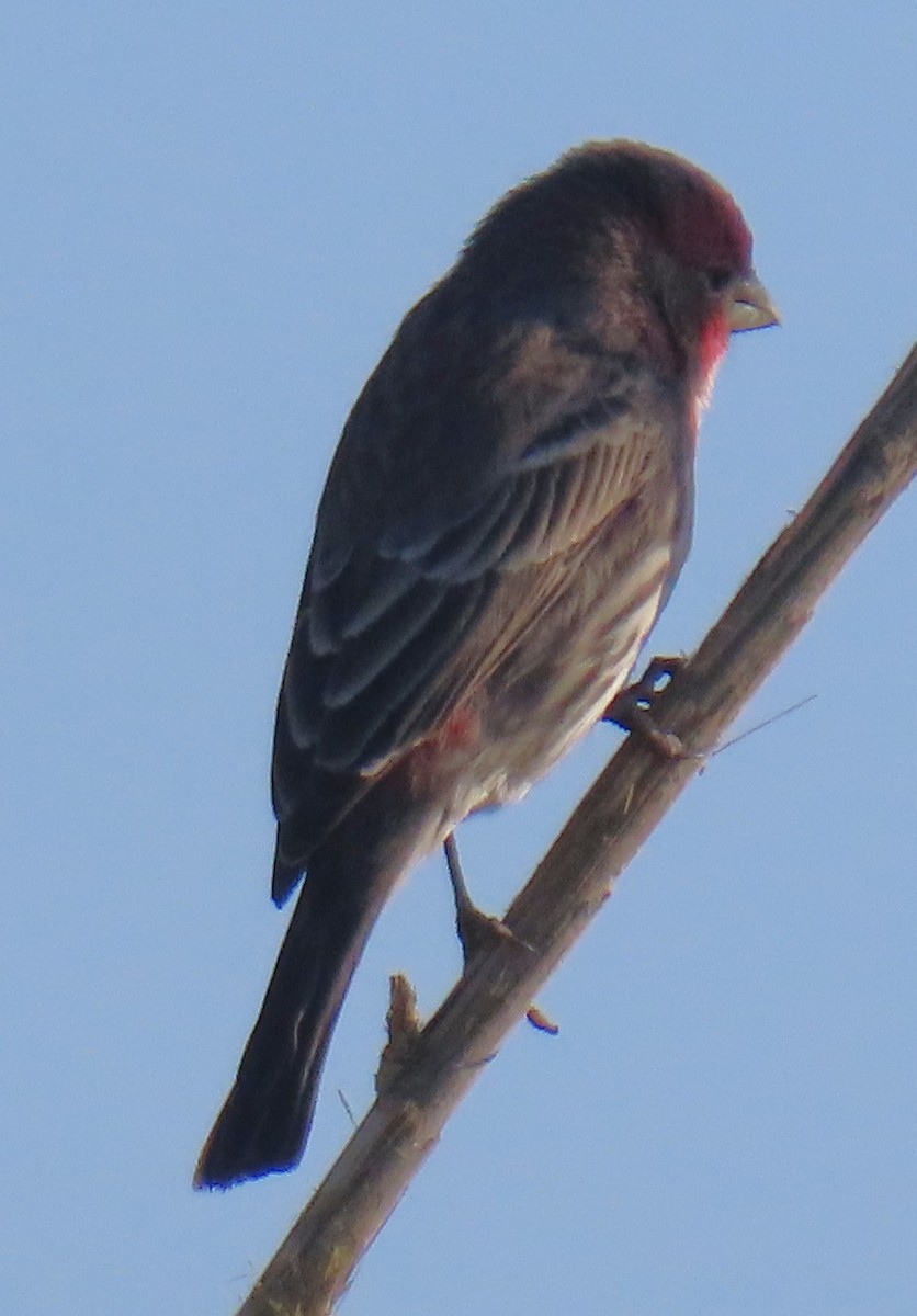 House Finch - ML642780941