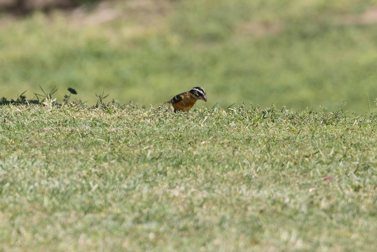 Black-headed Grosbeak - ML642780962
