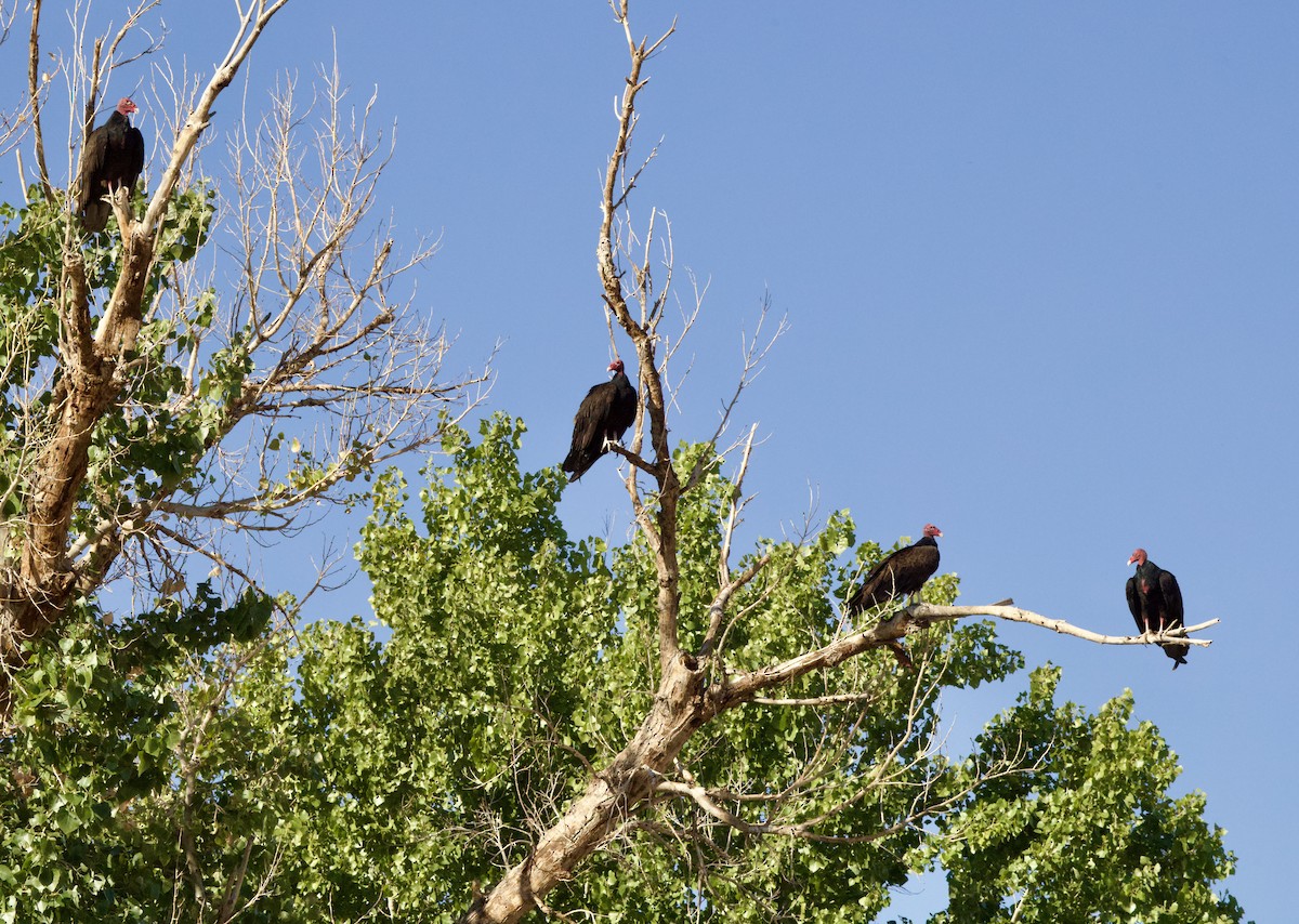 Turkey Vulture - ML642780966