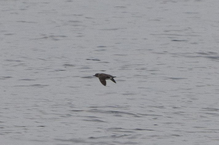 Cassin's Auklet - ML642780967