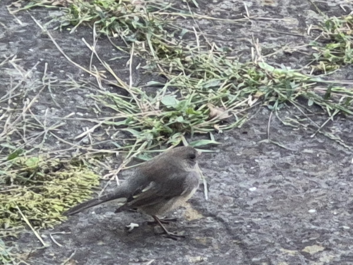 Dark-eyed Junco - ML642780974