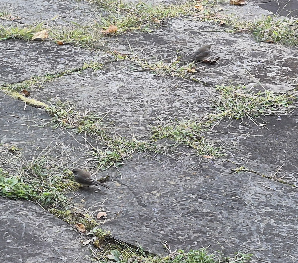 Dark-eyed Junco - ML642780975