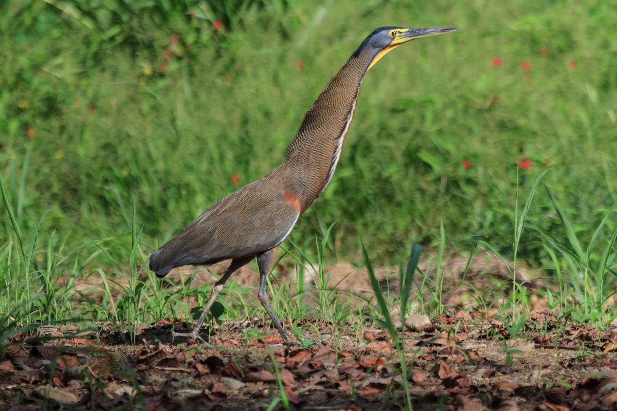 Bare-throated Tiger-Heron - ML642780984
