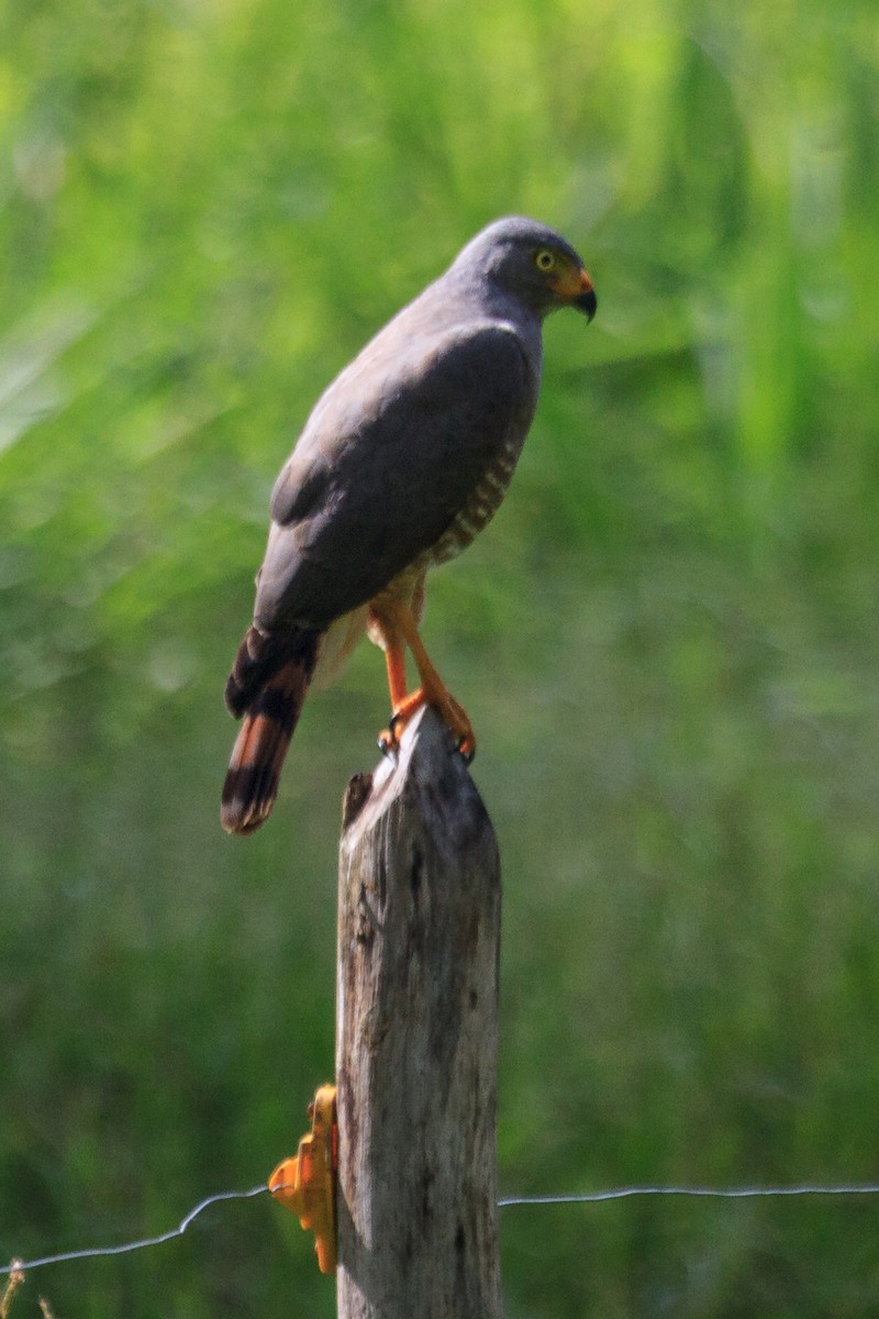 Roadside Hawk - ML642780987