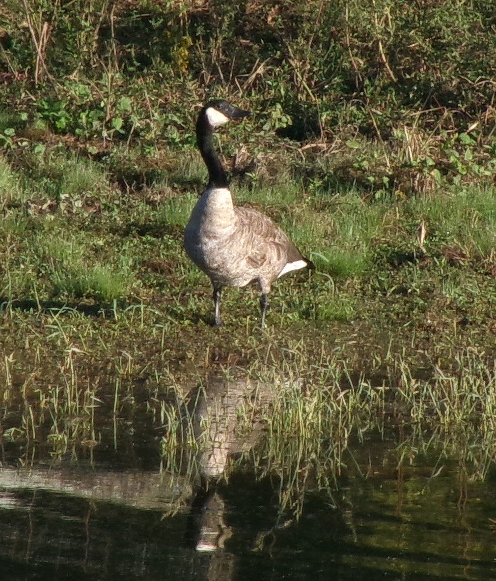 Canada Goose - ML642781052