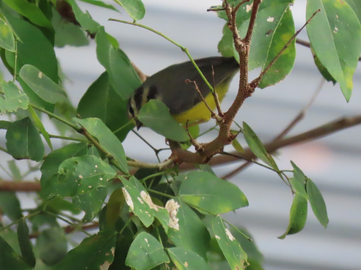 Golden-crowned Warbler - ML642781058