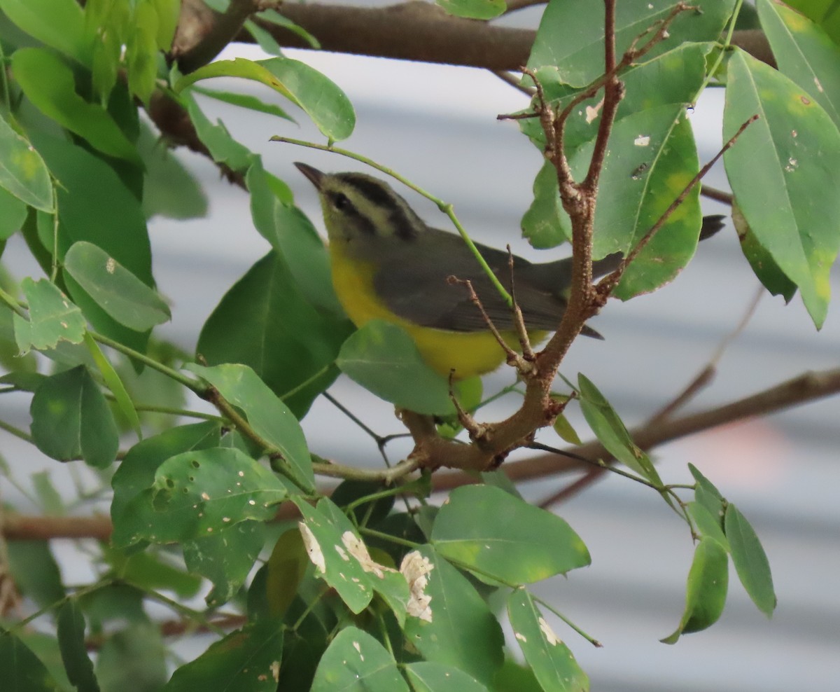 Golden-crowned Warbler - ML642781059