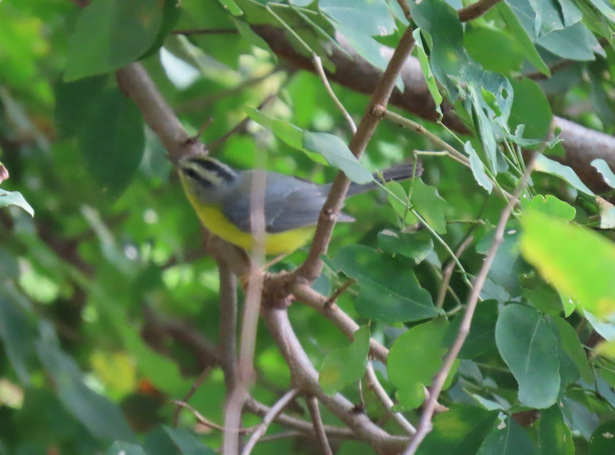 Golden-crowned Warbler - ML642781060