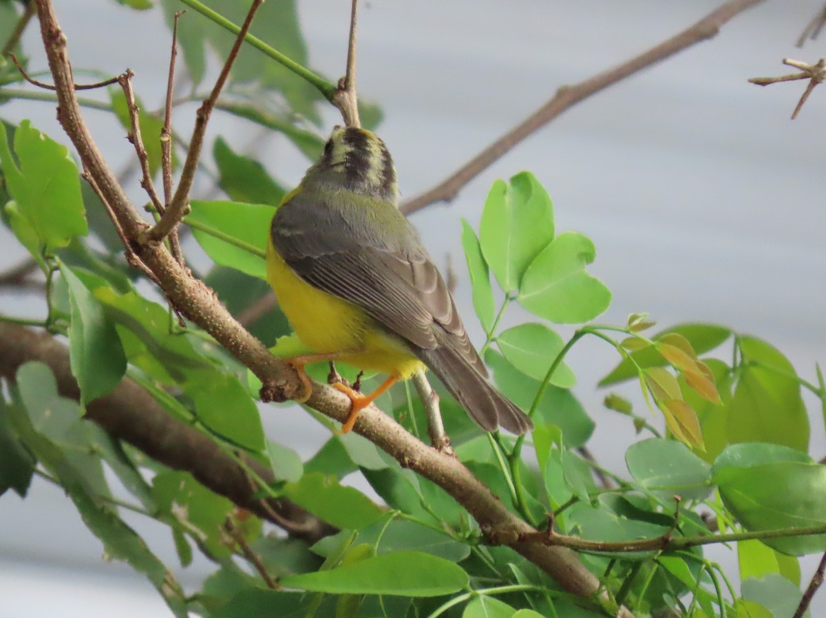 Golden-crowned Warbler - ML642781061