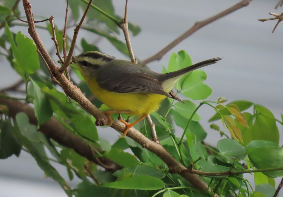 Golden-crowned Warbler - ML642781062
